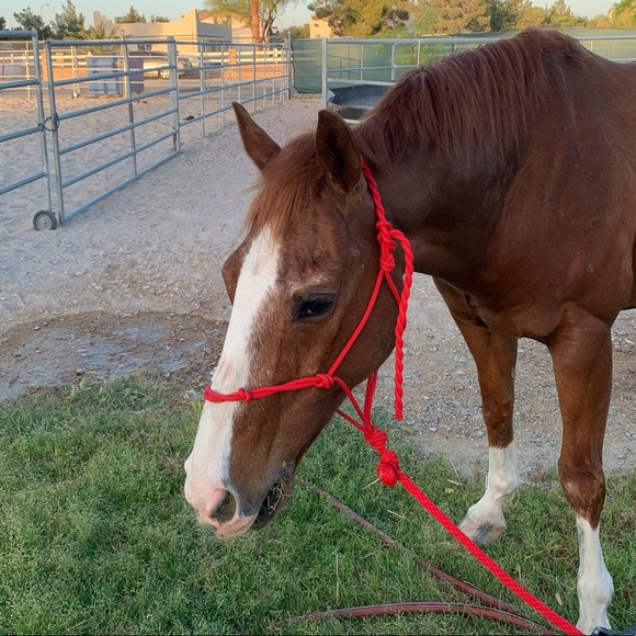 Meet your Posher, Kendall - Picture 1 of 1